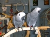 FULLY WEANED AFRICAN GREY BABIES FOR SALE